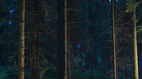 Forest of pine trees - light painting at night