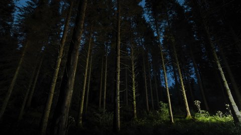 Forest of pine trees - light painting at night