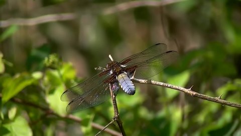 Broad bodied darter dragonfly, Libellula depressa or Plattbauch
