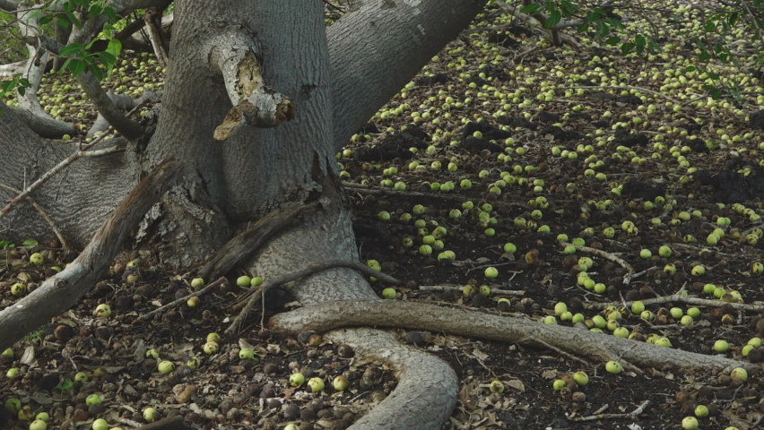 Green Poison Apples and Manchineel Tree Roots on the Ground of the Galapagos Islands