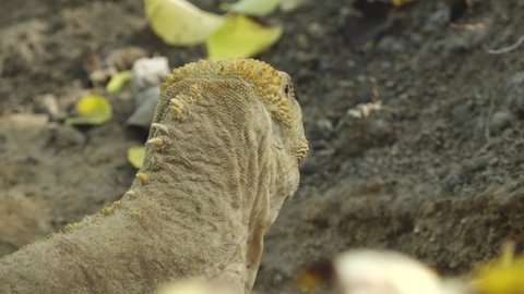 Yellow Spiky Land Iguana Next to Nest on Dirt Ground of Isabela Island, Galapagos