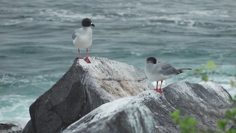 Pair of Nazca Boobies Perched on Rocks with Rolling Waves Breaking in Background in Slow Motion on Espanola Island, Galapagos