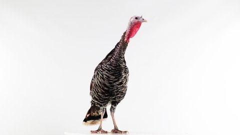 female turkey isolated on white screen.