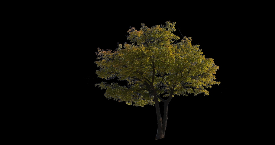 A small tree isolated on black background. Autumn or fall yellow leaves - Apple ProRes 422 with Luma mate Alpha channel. High-quality footage ready for compositing | Shutterstock HD Video #1060858234