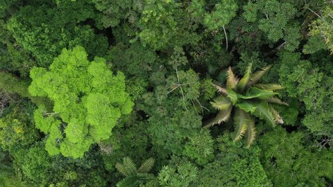 Rainforest with two very distinctive trees, zooming out while rotating on a slow pace
