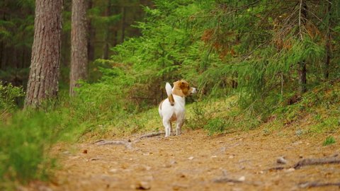 Funny dog jack russell terrier marks territory pissing in autumn forest