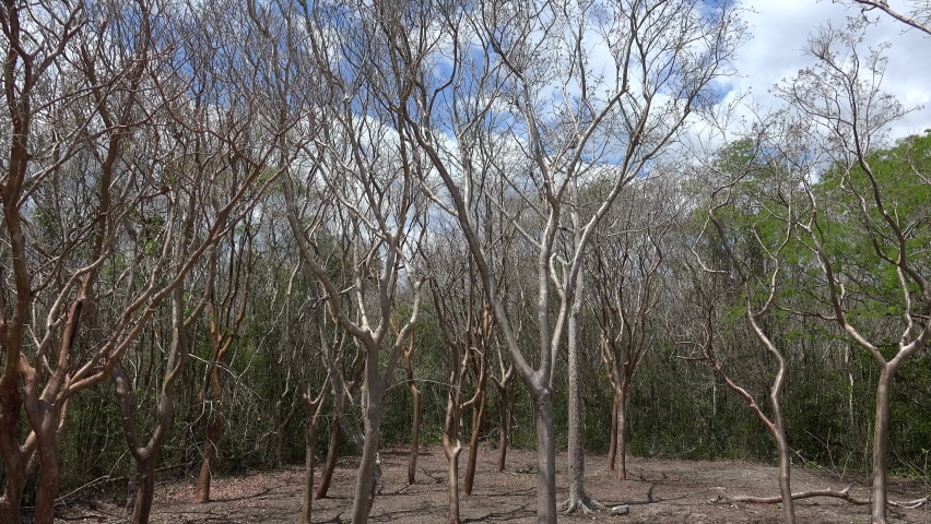 Gumbo Limbo young trees  (Bursera simaruba) in a Mexican jungle.