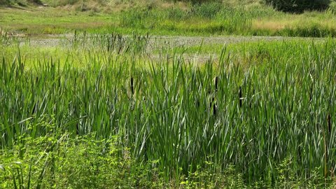 Thickets of bulrush  (Typha) with brown spike-flowers in the wetland.