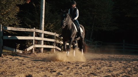 Large beautiful percheron/canadian horse trots past the camera in slow motion with a female rider in a sandy arena.