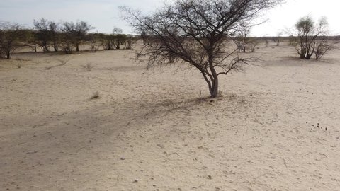 Tracking Shot of Desert Bushes in Thar Desert Near Jaisalmer, Rajasthan