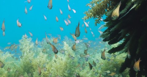 Underwater snorkelling footage from Rottnest island showing schooling fish in the sea weed. Western Australia Tourism. Aquatic marine wildlife.