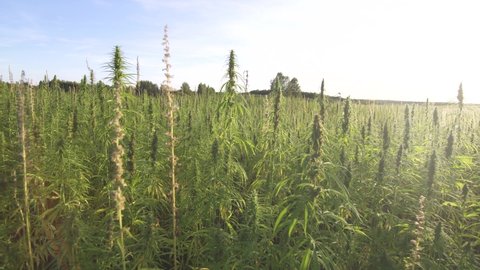 Large field is planted with hemp