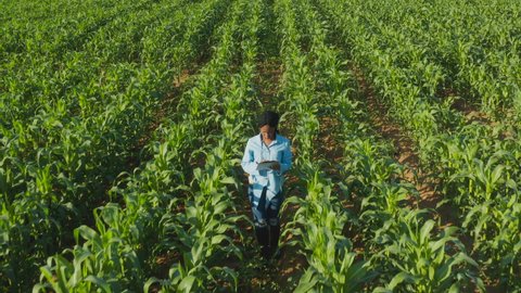 Aerial view of a young black African woman farmer monitoring a corn crop with a digital tablet
