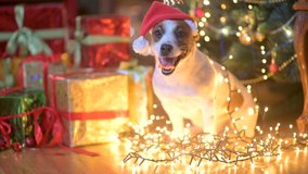 Lovely dog Jer Russell Terrier on the Floor Near Bright Holiday Garlands Next to Gift Boxes. Happy New Year and Merry Christmas Happy holiday - Powered by Shutterstock - Get 15% off with code: PIKWIZARD15