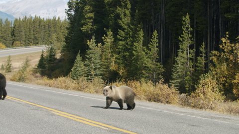 Grizzly Sow and Grizzly Cub Crossing the Road in Kananaskis Country Alberta Canada in Autumn