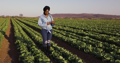 Young black African female farmer using a digital tablet monitoring a field of lettuce on large scale vegetable farm