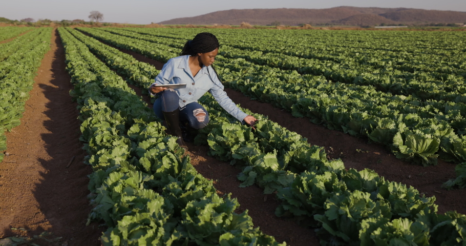 Young black African female farmer using a digital tablet monitoring a field of lettuce on large scale vegetable farm Royalty-Free Stock Footage #1060874809