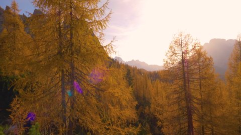 AERIAL, LENS FLARE: Picturesque shot of golden autumn sunbeams illuminating the colorful larches covering the idyllic landscape under the Dolomites. Breathtaking view of Tre Cime on a sunny fall day.