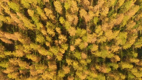 DRONE, TOP DOWN: Flying over the vibrant larch tree forests covering the vast valley under the spectacular rocky Dolomites. Breathtaking autumn colored landscape in the gorgeous Italian mountains