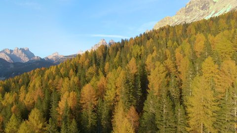 AERIAL: Flying over a colorful larch tree forest covering the picturesque landscape under the Dolomites. Breathtaking drone shot of the vibrant autumn colored larch woods in the Italian mountains.