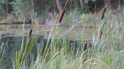 Lots of bulrush plants on the side of the lake or also known as the common cattail plant in Estonia.