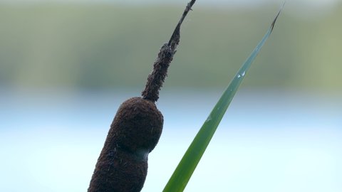The fat flower of the broadleaf cattail plant with the green plants found on the side of the sea in Estonia.