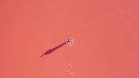 Lonely man in blue jacked makes circles on the water in pink lake in summer day. Top view. UHD 4k drone video