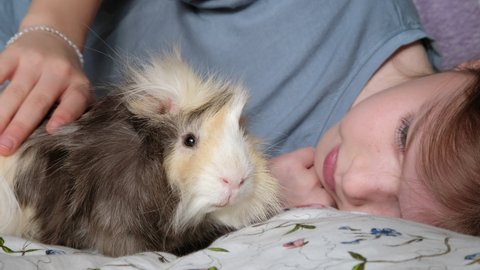 little girl lies on the bed with guinea pig, the concept of love of children and pets