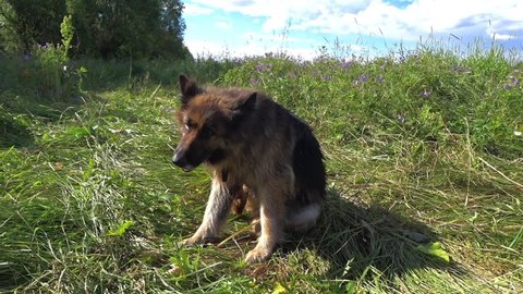 German shepherd dog sits on the grass and itches. The dog scratches himself with his paw. Fleas in a dog.