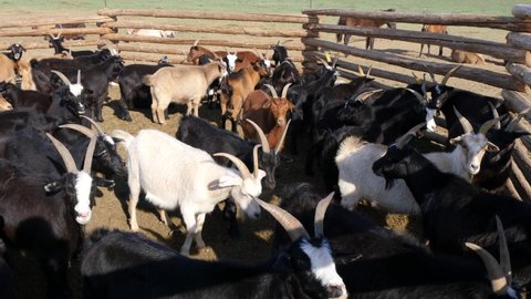 A herd of goats in a paddock on a Sunny summer day.