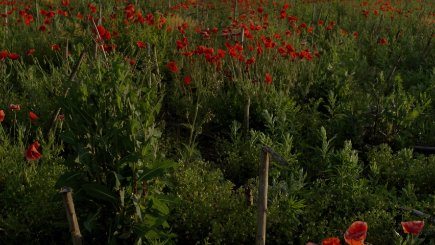 Poppy field at sunrise - aerial view