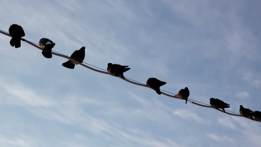 Birds flying from the telephone wire 