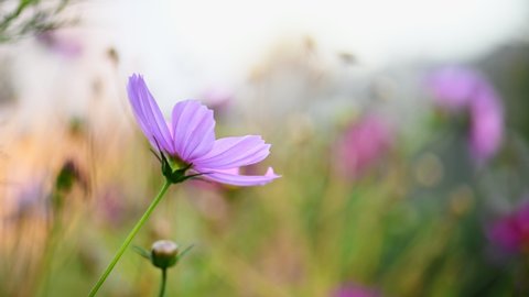Close up of single pink mexican aster or cosmos flower blooming in nature garden with light wind outdoor. Over blurred background, can be used as copy space. Side view, shallow DOF, soft focus, 4K.