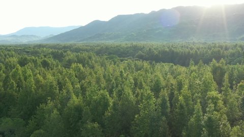 Beautiful sunrise landscape aerial view in vast forest - Birds eye view use the drone in morning bright sunlight. Shot in Danongdafu Forest Park, Hualien, Taiwan.