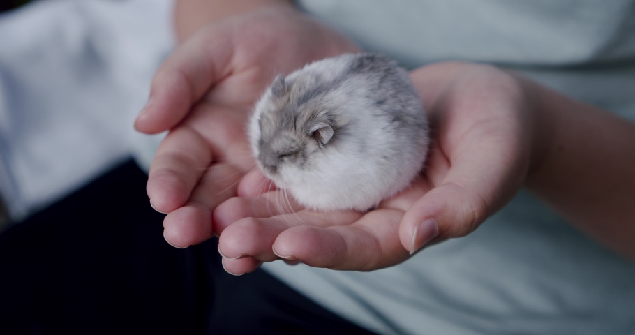 Shutterstock Video