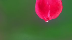 Water drop falling from rose leaf, macro - Powered by Shutterstock - Get 15% off with code: PIKWIZARD15
