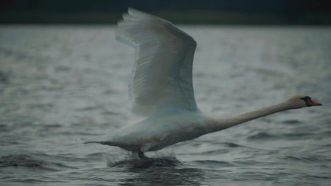 Breathtaking wildlife scene of mute white swan taking off from water for flight in lake, park, dusk