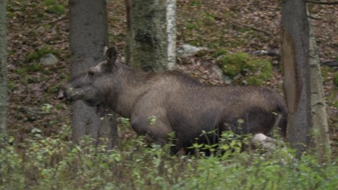 Side view of female moose running away in slowmotion during hunting season in Sweden. Surrounded by pine tree forest.