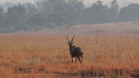 African Antelope walking in grass land grazing along