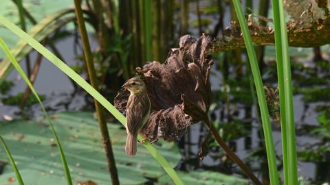 Asian Golden Weaver, Ploceus hypoxanthus; a female individual perched on a Bulrush blade in front of a withered wide leaf, wagging its tail up and down, looks around and then takes off in Buriram.