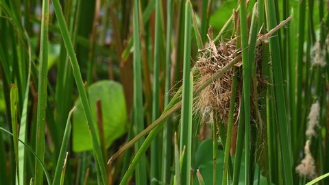 Asian Golden Weaver, Ploceus hypoxanthus; a nest found within Bulrush reeds in the grassland of Buriram in Thailand.
