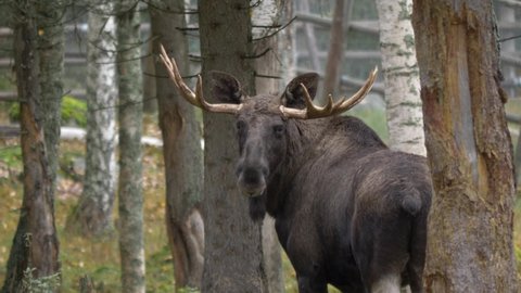 Big bull moose with giant antlers looking straight towards camera and then he walks away into the forest surrounding with pine trees. Shoot on a cold autumn morning in northern Sweden.