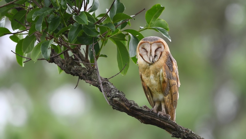 Barn owl on the branch in deep forest.