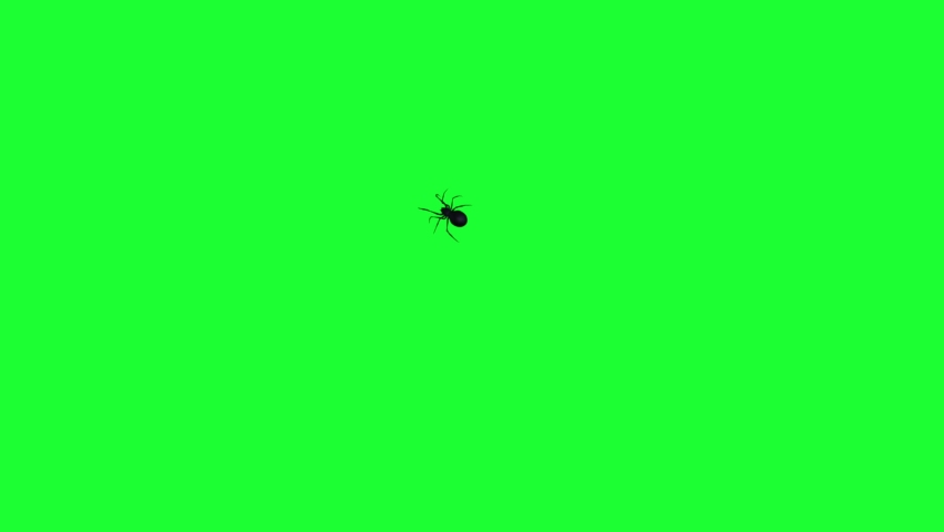 Small Black Spider - Fast Running -  Green Screen - 4K | Shutterstock HD Video #1060899286