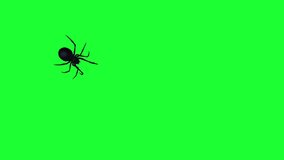 Large Black Spider - Slow Walking - Green Screen - 4K - Powered by Shutterstock - Get 15% off with code: PIKWIZARD15