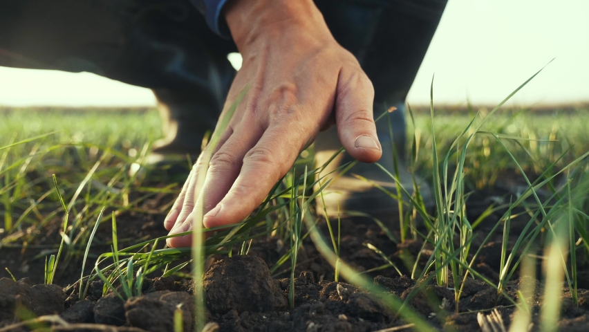 Farmer hand. man farmer working in the field inspects the crop wheat germ natural a farming. business agriculture harvesting concept. farmer hand touches green wheat crop germ agriculture industry. | Shutterstock HD Video #1060899499