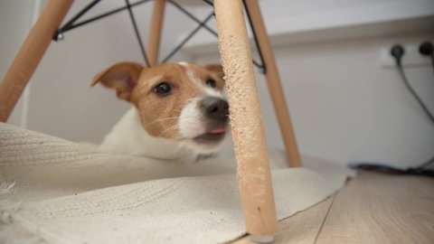 Dog chew wooden chair. Damage property and furniture by pet