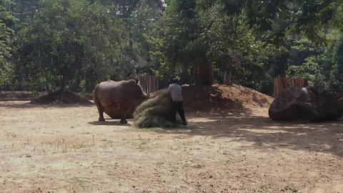 Mysore , Karnataka / India - 12 22 2019: solo zookeeper feeding grass to a massive Rhino