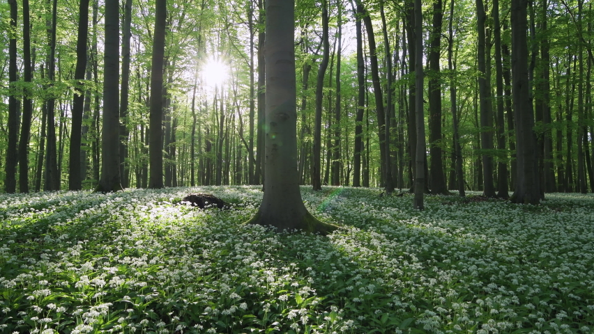 White ramson flowers, Hainich National Park, Thuringia, Germany