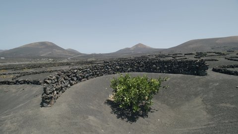 La Geria landscape with vines grown in the pits with volcanic soil. Vast scenic area with mountains in background. Lanzarote, Canary Islands